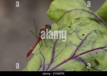 Ruddy darter dragonfly (Sympetrum sanguineum) adult insect resting on a Beetroot leaf in a vegetable garden, England, United Kingdom, Europe Stock Photo