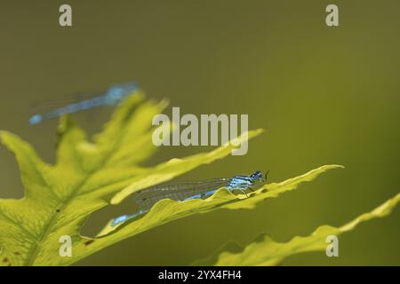 Common blue damselfly (Enallagma cyathigerum) adult male insect resting on a plant leaf in the summer, England, United Kingdom, Europe Stock Photo