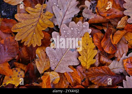 Herbstlich bunte Eichenblaetter, fall coloured oak leaves Stock Photo