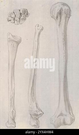 Anatomical studies, femur, tibia and fibula, sketchbook Hörmann Theodor ...