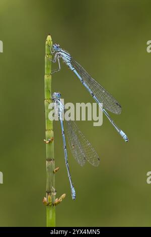 Two horseshoe damselflies (Coenagrion puella), male, sitting on a stalk, Volcanic Eifel, Germany, Europe Stock Photo