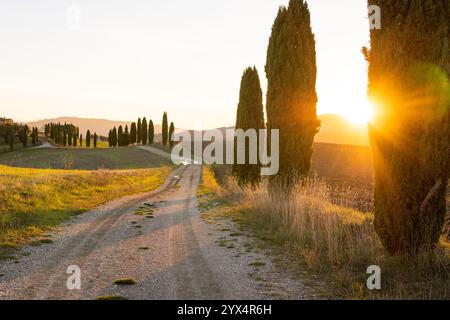 Rural road with cypress trees at sunset in Tuscany, Italy. Yellow light of rising sun going through tree branches. Stock Photo