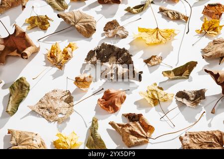 A harmonious representation of dry autumn leaves in shades of brown, yellow and green, which catches the elegance and transience of nature on a white Stock Photo