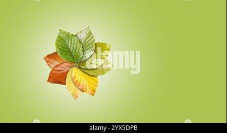An artful arrangement of leaves in green, yellow and brown, showing a harmonious transition of the seasons, elegantly on a subtle green background Stock Photo