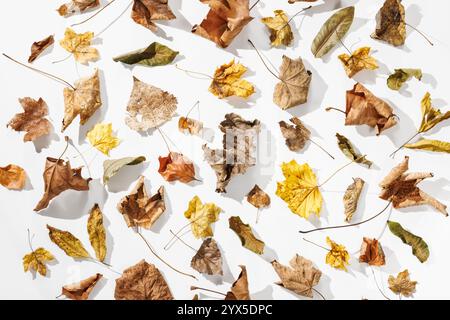 A harmonious representation of dry autumn leaves in shades of brown, yellow and green, which catches the elegance and transience of nature on a white Stock Photo