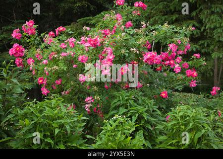 Flowering Rosa 'Hertfordshire' - Rose bush with pink and yellow flowers in late spring, Centre de la Nature public garden, Laval, Quebec, Canada. Stock Photo