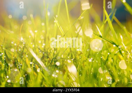 Nature of green grass in garden at summer. Natural green plants using as spring background cover page environment ecology or greenery wallpaper Stock Photo