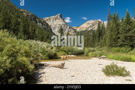 Panoramic view of Grand Teton range seen from Jenny Lake, in Wyoming Stock Photo