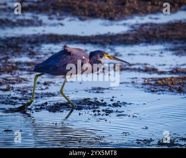 A Tricolored heron is walking on the water. The water is murky and the bird is standing on the mud Stock Photo