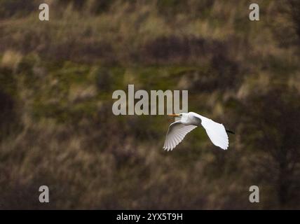 Great white Egret flying over lake Stock Photo