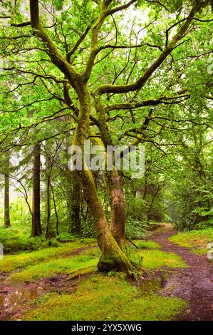 Twisted trees are dancing in Wentwood Forest South Wales. Emerald green canopy of leaves. Stock Photo