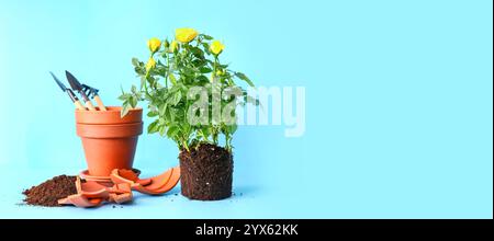 Rose plant and gardening tools with pots on blue background with space for text Stock Photo