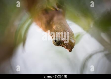 Close up view of Marshall's pygmy chameleon, Rhampholeon marshalli, in its Afromontane habitat, Eastern Highlands, Mutare, Manicaland, Zimbabwe Stock Photo