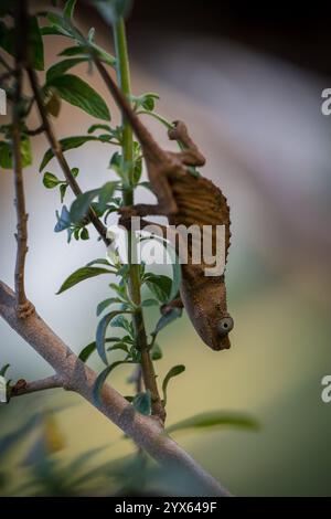 Close up view of Marshall's pygmy chameleon, Rhampholeon marshalli, in its Afromontane habitat, Eastern Highlands, Mutare, Manicaland, Zimbababwe Stock Photo