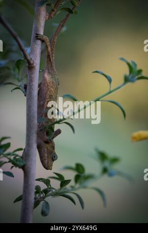 Close up view of Marshall's pygmy chameleon, Rhampholeon marshalli, in its Afromontane habitat, Eastern Highlands, Mutare, Manicaland, Zimbababwe Stock Photo