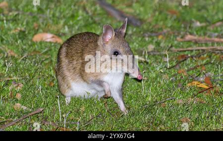 Single long nosed endangered Eastern barred bandicoot (Perameles gunnii) on grass at night in Tasmania, Australia Stock Photo