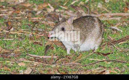 Single long nosed endangered Eastern barred bandicoot (Perameles gunnii) on grass at night in Tasmania, Australia Stock Photo