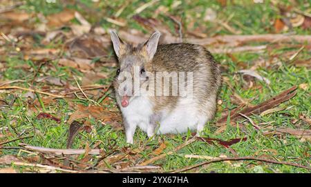 Single long nosed endangered Eastern barred bandicoot (Perameles gunnii) on grass at night in Tasmania, Australia Stock Photo