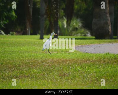 Ardea Bubulcus Ibis bird on the lawn among the palm trees in Maspalomas, Gran Canaria. Stock Photo