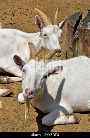 Two white goats resting in the sun Stock Photo