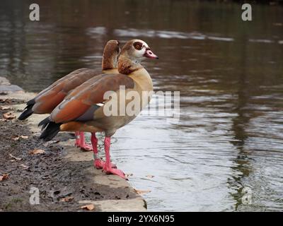 Two egyptian geese (alopochen aegyptiaca) on the edge of the pond in the Rheinaue park in Bonn, Germany in December Stock Photo