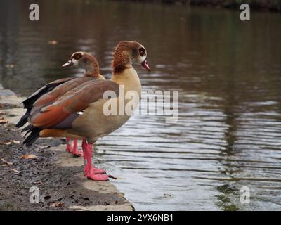 Two egyptian geese (alopochen aegyptiaca) on the edge of the pond in the Rheinaue park in Bonn, Germany in December Stock Photo