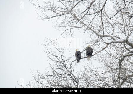 Vadnais Heights, Minnesota. Vadnais Lake Regional Park. A pair of Bald Eagles sitting on a tree branch in a snowstorm. Stock Photo