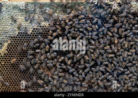 St. Paul, Minnesota. Honey bees on their honey comb showing the queen with the red dot. Stock Photo