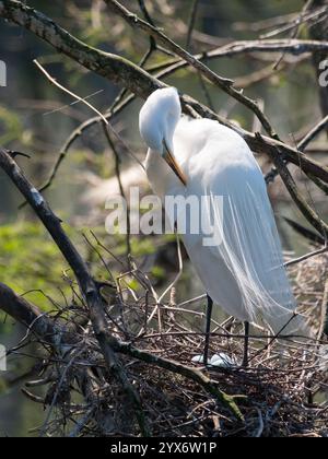 Great Egret standing on it nest and looking down at three blue eggs. Photographed in the Shangri La Botanical Gardens and Nature Center in Orange, TX Stock Photo