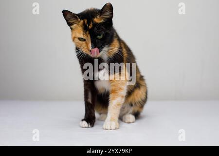 Funny cat pet licking it's nose on white background Stock Photo