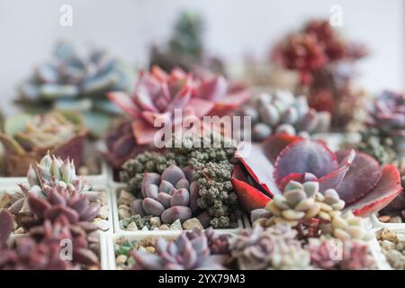 Succulent Echeveria Trumpet Pinky Plant Flower Rosette close-up on floral blossom greenery background, top view Stock Photo