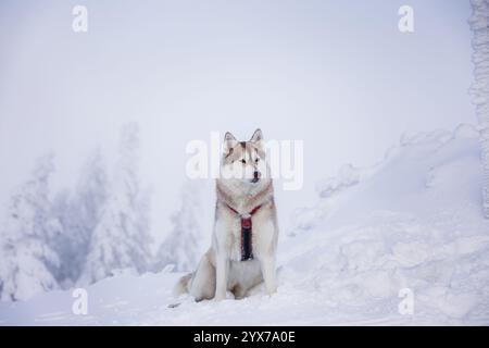 Siberian husky dog sitting in snow and enjoying frosty winter weather in mountains Stock Photo