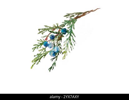 watercolor handpainted juniper twig with berries isolated on white background Stock Photo