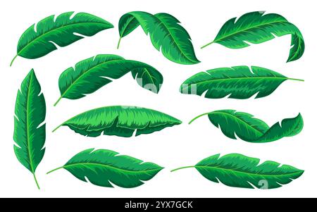 Tropical green leaf set. Natural exotic botanical foliage elements. Hawaiian jungle summer plants. Banana palm leaves for fashion, postcards, packaging wrappers, wedding stationery, greeting cards Stock Vector