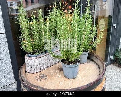 Rosemary plants or Rosmarinus officinalis in pots for sale in a shop Stock Photo