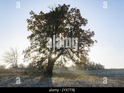 English oak (Quercus robur), solitary tree in a meadow, in autumn with yellow discoloured leaves, grass with hoarfrost, backlit with sun star, Thuring Stock Photo