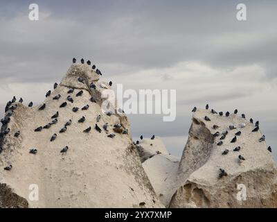 Large flock of pigeons gathering on pavement in busy urban environment ...