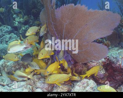 Tropical fish swim around a colourful coral reef with purple Venus fans (Gorgonia ventalina), dive site John Pennekamp Coral Reef State Park, Key Larg Stock Photo