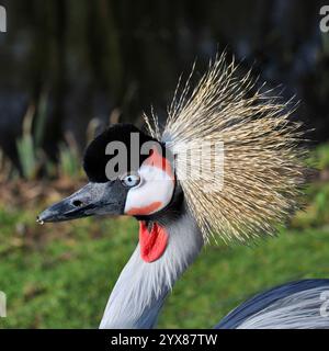 A close-up and well focussed head shot of a Grey crowned crane, Balearica regulorum, facing to the left. Bright, elegant, fascinating and beautiful. Stock Photo