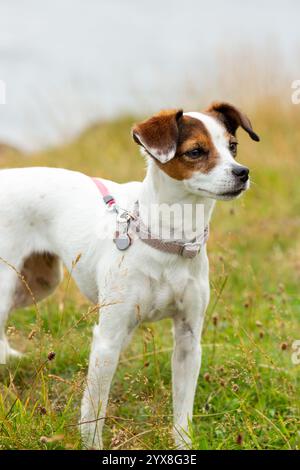 Portrait of a cute Jack Russell Dog looking away from camera Stock Photo