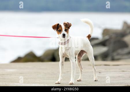 Portrait of a cute Jack Russell Dog on a extendable lead Stock Photo