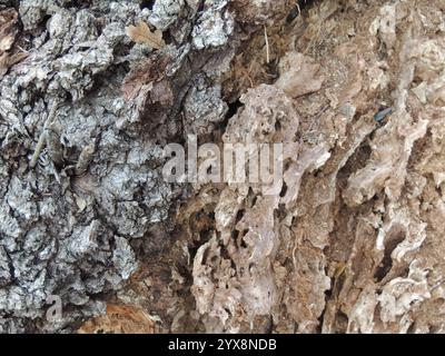 tree bark texture with partially visible trunk without bark, background macro photo of a fragment of a tree trunk half covered with thick relief bark Stock Photo