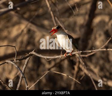 Brown-hooded Kingfisher perching on branch Stock Photo