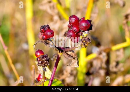 Honeysuckle or Woodbine (lonicera periclymenum), close up showing a cluster of the red globular berries produced by the shrub in the autumn. Stock Photo