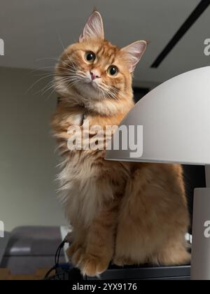 This heartwarming daytime photograph features a ginger cat with luxurious, fluffy fur and an inquisitive expression. The cat is sitting indoors beside Stock Photo