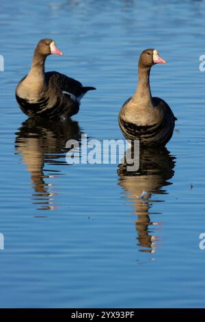 Greater White-fronted Geese (Anser albifrons), Colusa National Wildlife Refuge, California Stock Photo