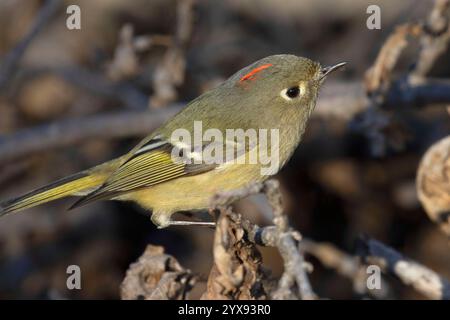 Ruby-crowned Kinglet (Corthylio calendula), Colusa National Wildlife Refuge, California Stock Photo