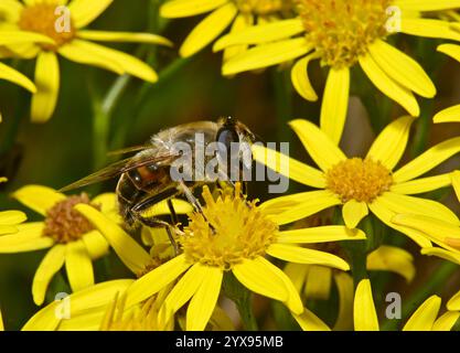 A Common drone fly, Eristalis tenax, Feeding on bright yellow Ragwort flowers. Hoverflies, close-up and well focussed feeding on wild flowers. Stock Photo