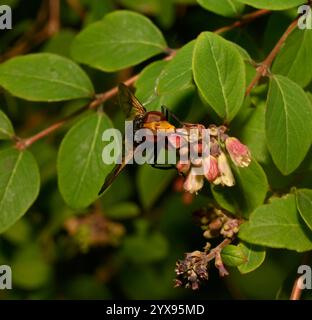 A Hoverfly, Pellucid fly, Volucella pellucens, feeding on Coralberry nectar. Close-up, well focussed, good details, and a natural background. Stock Photo