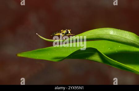 A side view of a Long hoverfly, Sphaerophoria scripta, resting and cleaning itself on a large leaf. Well focussed, close-up and a blurred background. Stock Photo